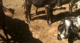 obrázek - Fazendinha - IAENE