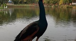 obrázek - Chainat Bird Park (สวนนกชัยนาท)