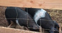 obrázek - Im Grünen