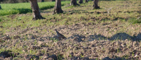 obrázek - Ferreira do Alentejo