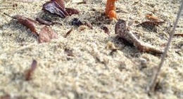 obrázek - Ona State Park