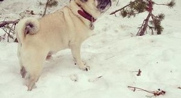 obrázek - Soda Springs Mountain Resort