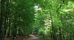 obrázek - Bøkeskogen