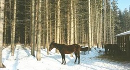 obrázek - Ranč u Edyho