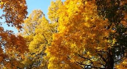 obrázek - Grīziņkalns