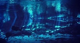 obrázek - Maya Jungle