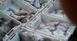 obrázek - Dar Bouazza | دار بوعزة