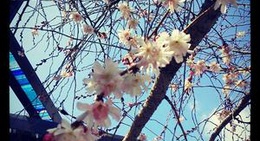 obrázek - 御池桜