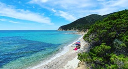 obrázek - The Big Olive Tree