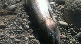 obrázek - Leaburg Lake