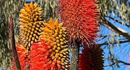 obrázek - Adelaide Botanic Garden