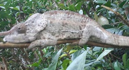 obrázek - Mantadia National Park