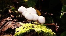 obrázek - Red River Gorge National Geological Area