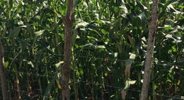 obrázek - Finca - La Victoria -