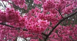 obrázek - 八重岳桜の森公園