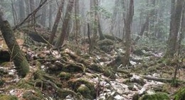 obrázek - Aokigahara Forest (青木ヶ原樹海)