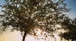 obrázek - Mandeville Lakefront