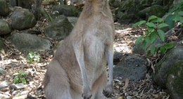 obrázek - Cairns Tropical Zoo