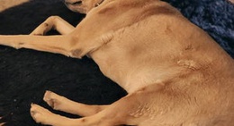 obrázek - Birdnest @ Bunyonyi Resort