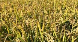 obrázek - ぴっぷちょう