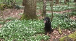 obrázek - Parc de la Poudrerie