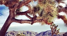 obrázek - Joshua Tree National Park