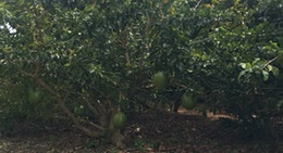 obrázek - まいぱり