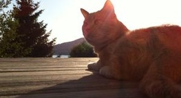 obrázek - På Altan i Sandvik