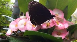 obrázek - Bai Orchid & Butterfly