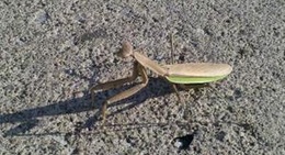 obrázek - Bob Evans Restaurant