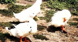 obrázek - Lago de Guadalupe