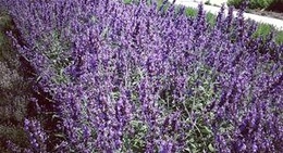 obrázek - St Christol