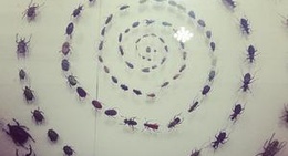 obrázek - 华希昆虫博物馆 | Insect Museum of West China