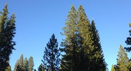 obrázek - Tantardino's