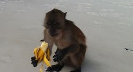 obrázek - Monkey Beach (หาดลิง)