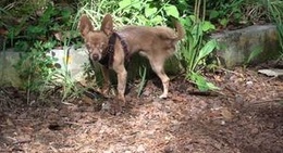 obrázek - Bosque de Teziutlán (antiguo zoológico)