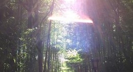 obrázek - 竹林の小径