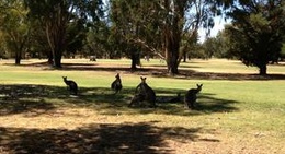 obrázek - Heathcote Golf club