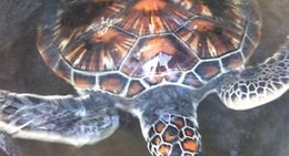 obrázek - Turtle Rescue and Rehabilitation center