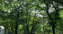 obrázek - 北海道大学 中央ローン