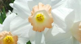 obrázek - Chico Hot Springs