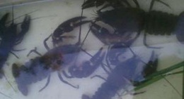 obrázek - šķuņmeži