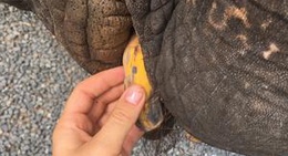 obrázek - Baan Chang Elephant Tracking