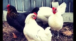 obrázek - Colchester, VT