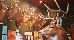 obrázek - Cable Natural History Museum