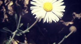 obrázek - Nogales, Sonora