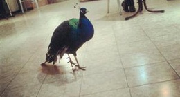 obrázek - Jnane Atlas