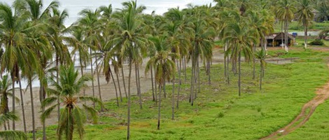 obrázek - Caleta de Campos