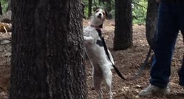 obrázek - Golden Pines RV Resort and Campground