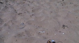 obrázek - Paloma beach